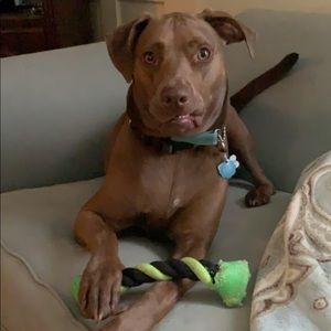 Meet your Posher, Casey